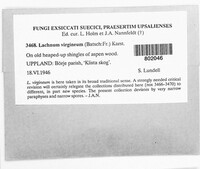 Lachnum virgineum image